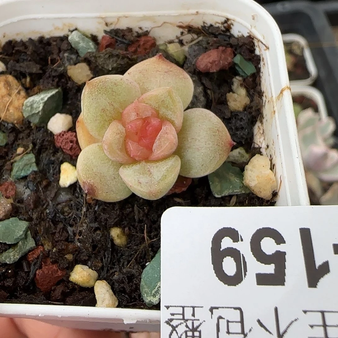 小卡拉米糖心一物一拍2-159