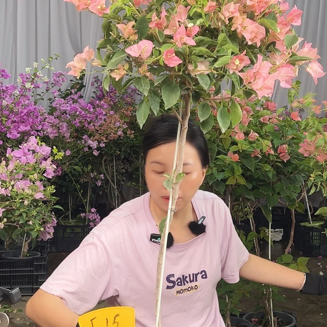 明****大部分花苞少量开放F15卡亚塔