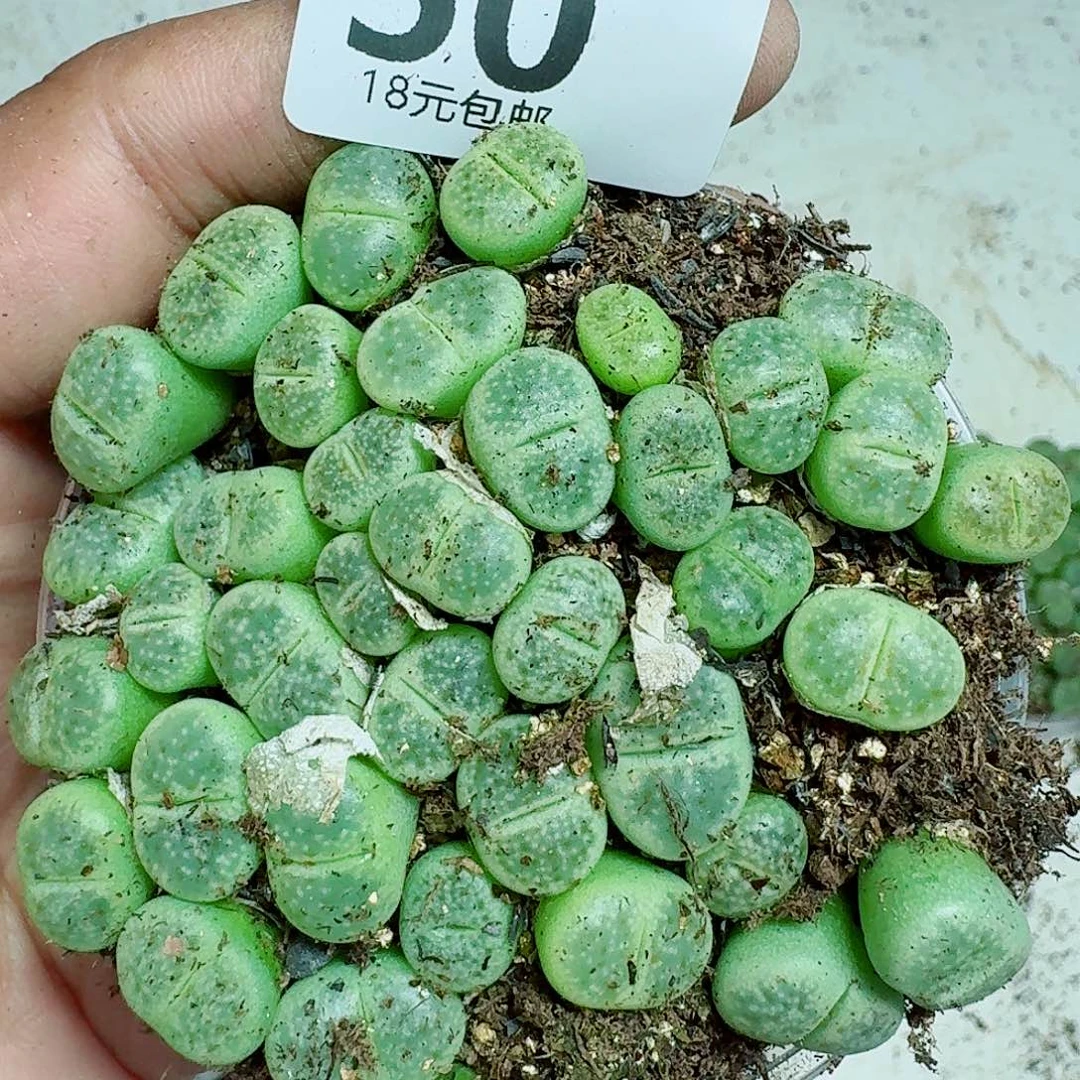 50多肉植物多肉植物