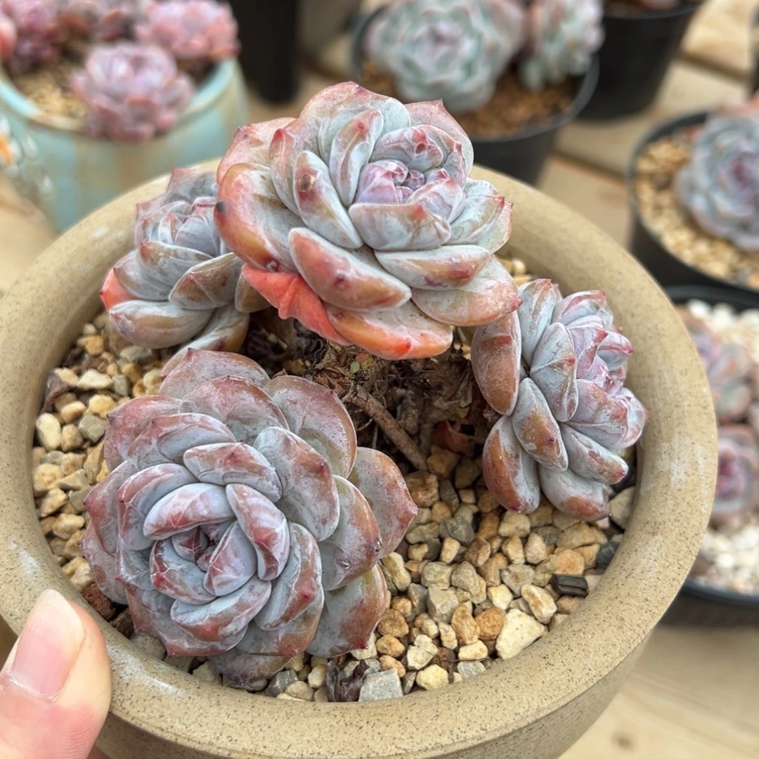 五头长腿树型半脸