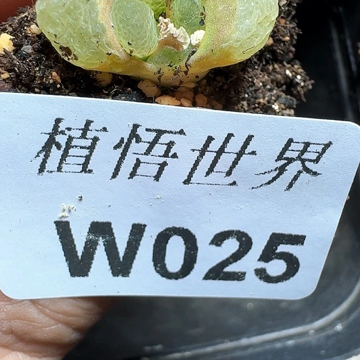 025盒多肉植物哇c f