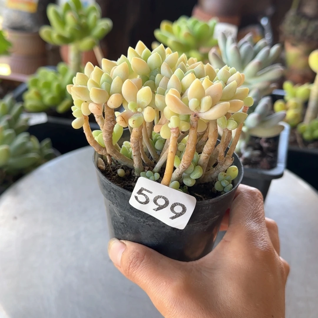 宝***石599号 一物一拍 一物一拍