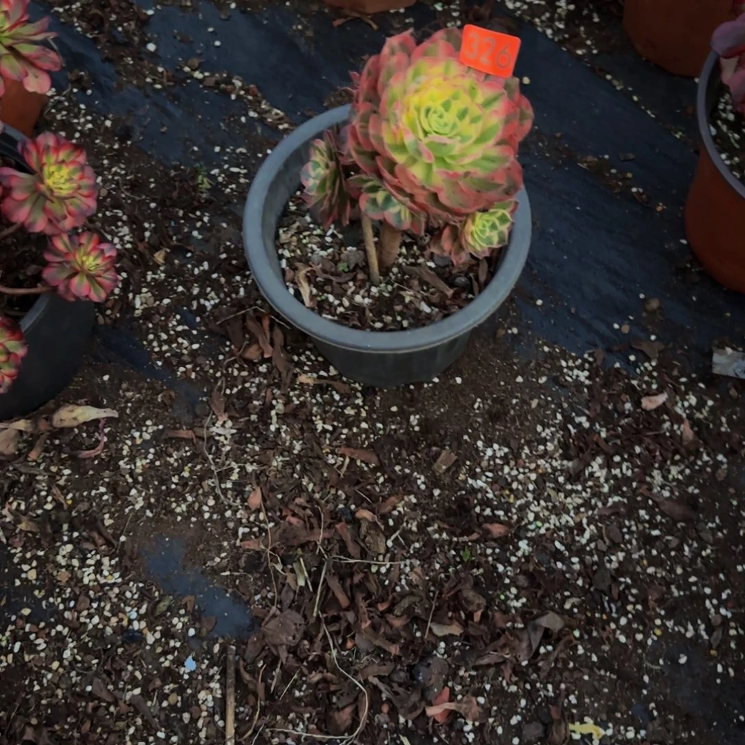 Z***姐326多肉法师锦11111