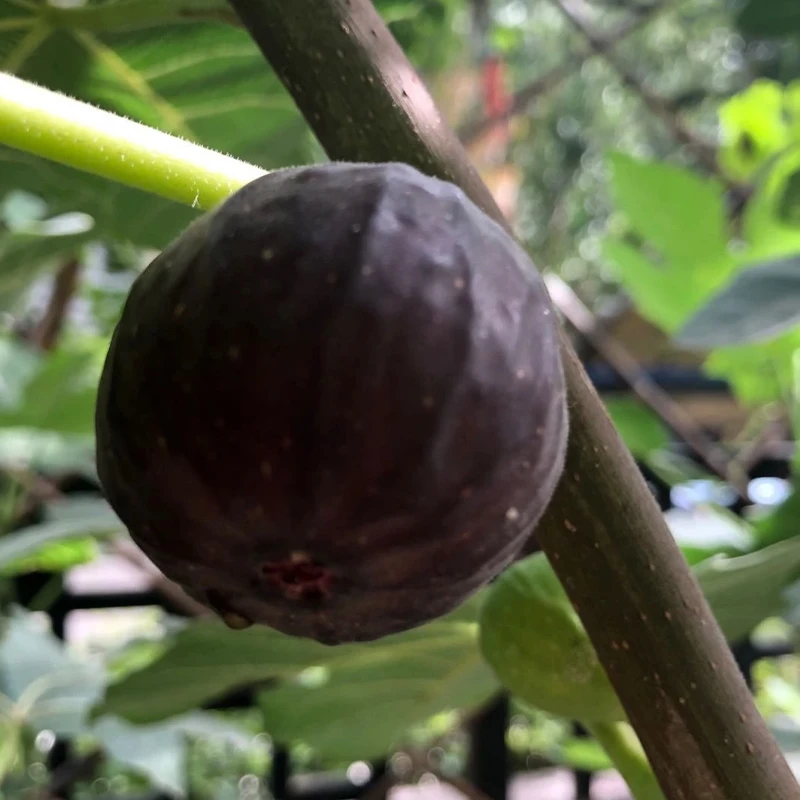 芝加哥哈代无花果树苗抗寒无花果苗盆栽地栽南方北方种植