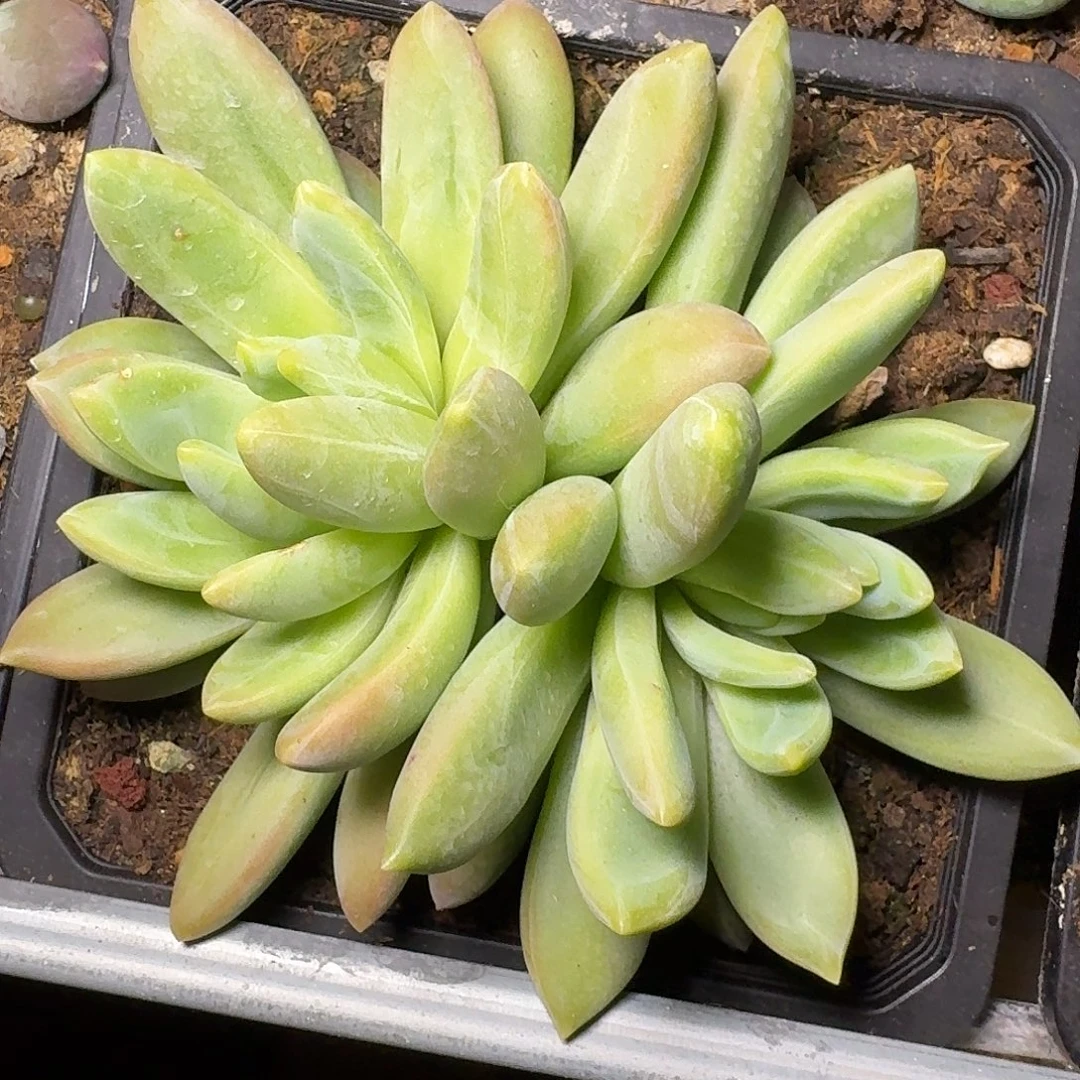 凤***舞朵唯奇多肉植物22