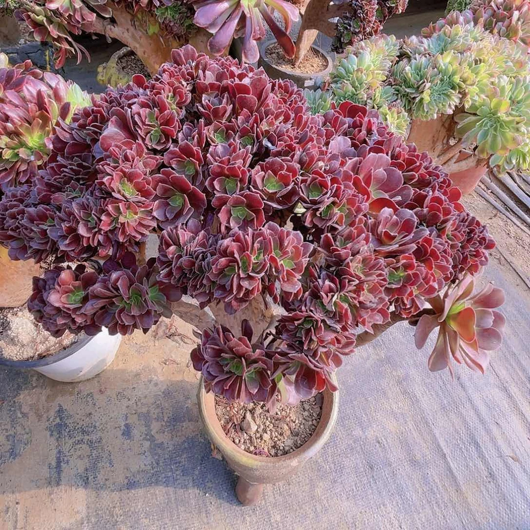 【闪购商品】无花朵梅花朵朵