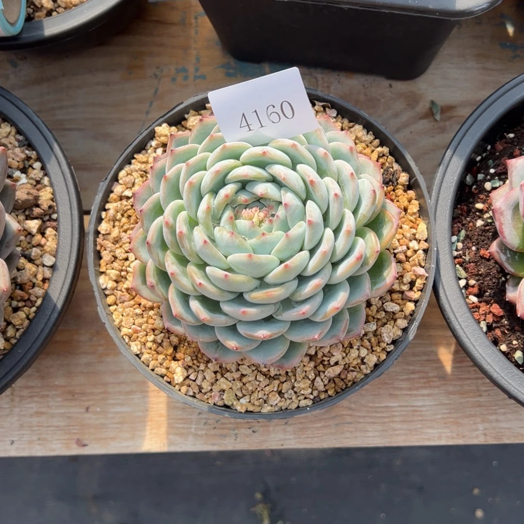 A**a4160肉多么多哦多哦多哦