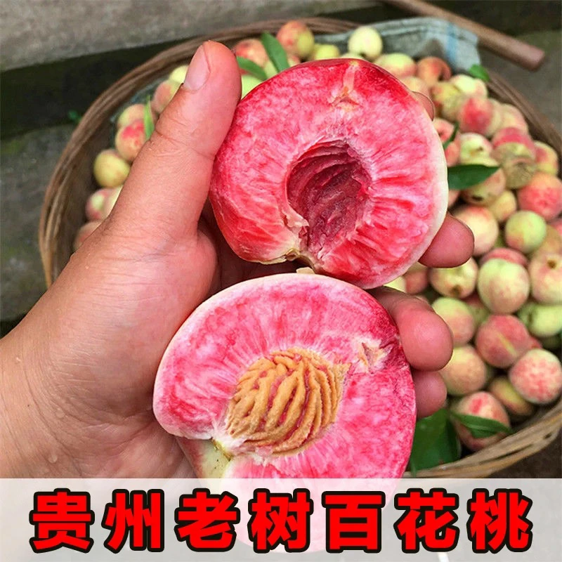 贵州种植杨桃百花桃生鲜水果现摘现发时令水果毛桃净含量2-5斤