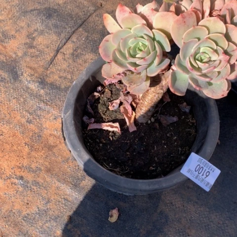 无**欢6100黄玫瑰多肉