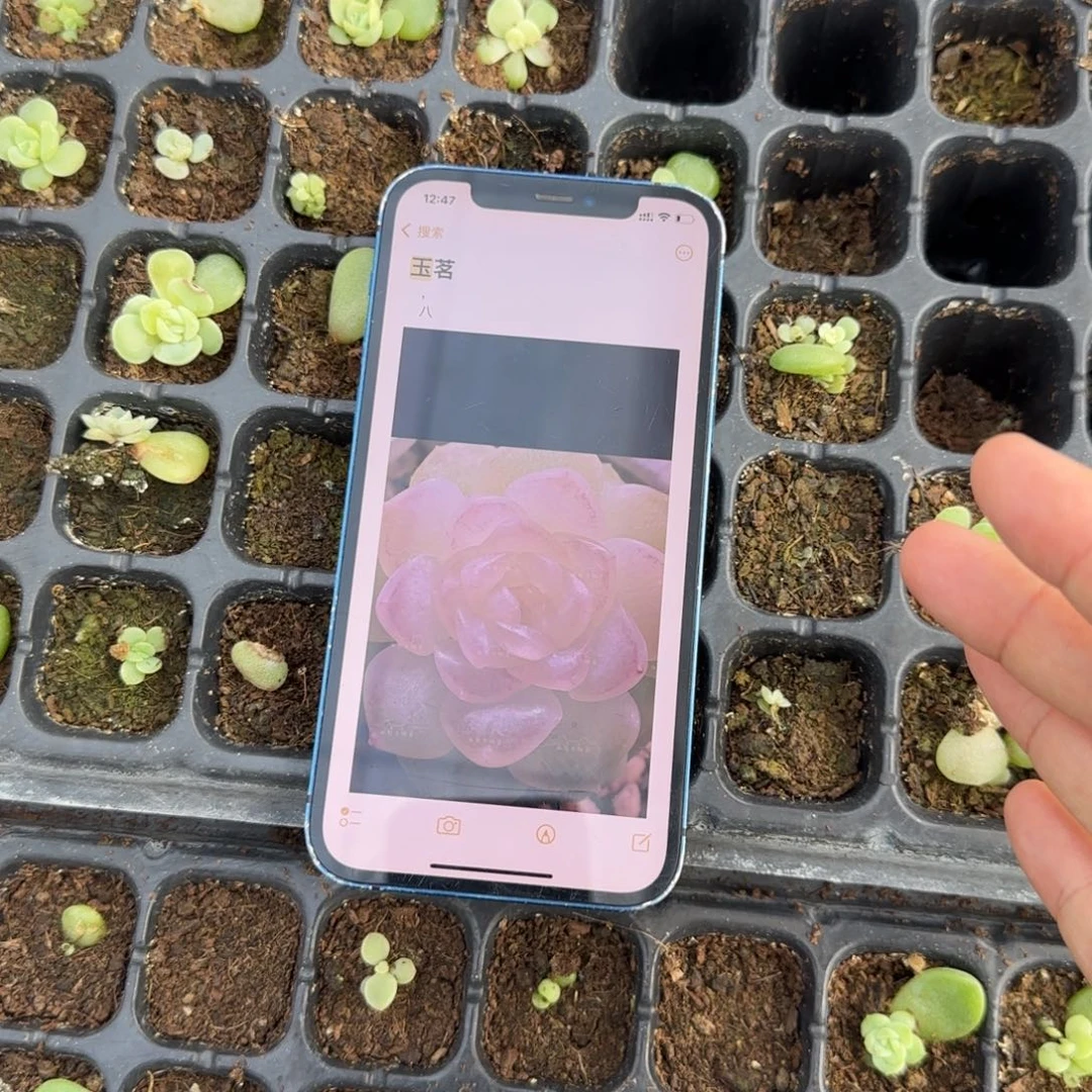 玉茗穴一个满25包邮