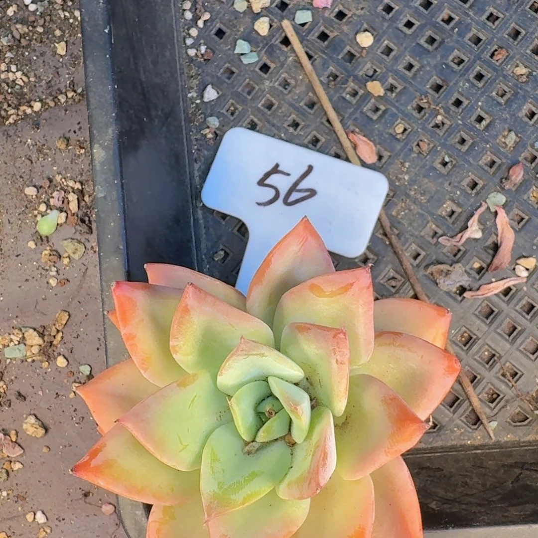 多肉植物的生长发育和生长