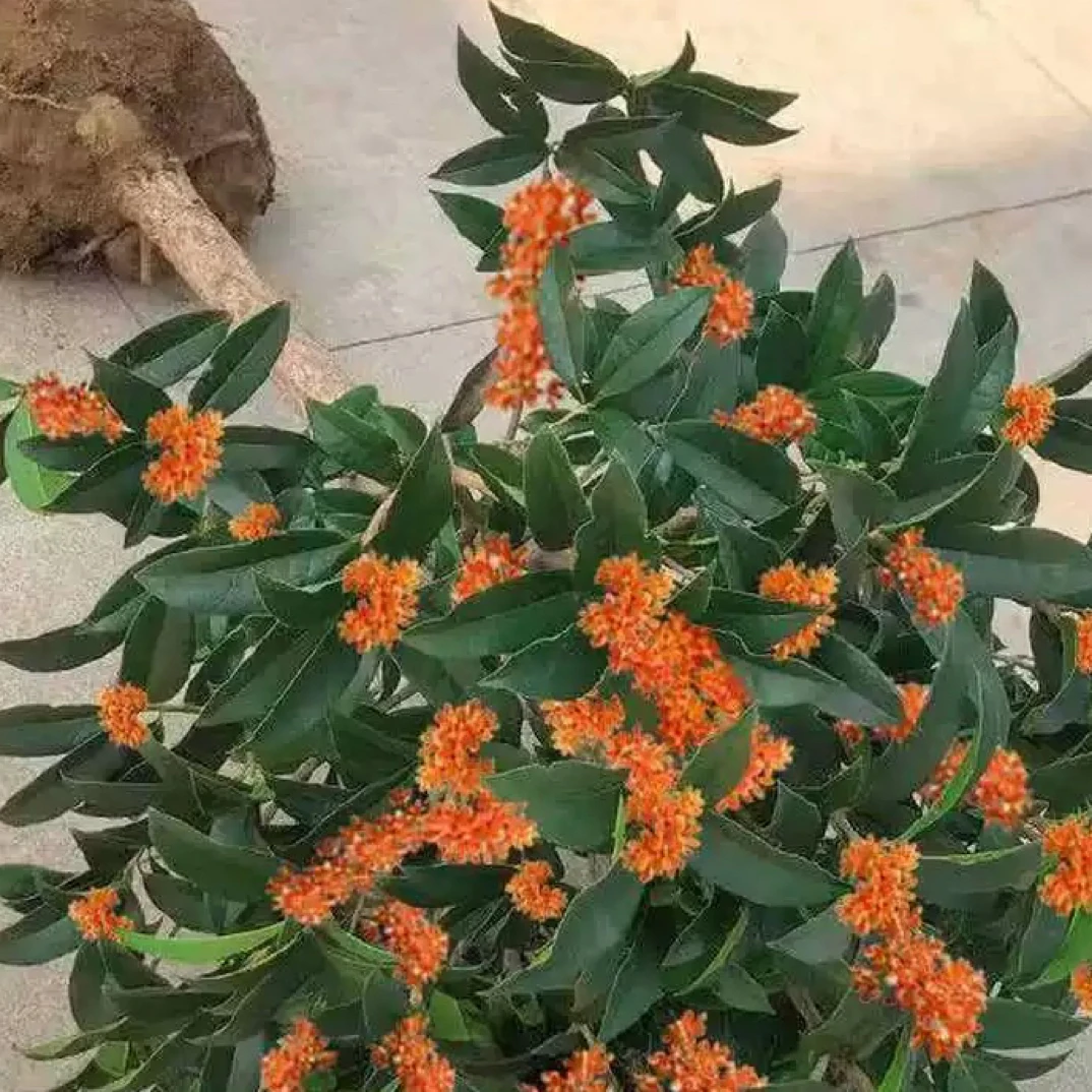 桂花树四季桂丹桂盆栽地栽庭院