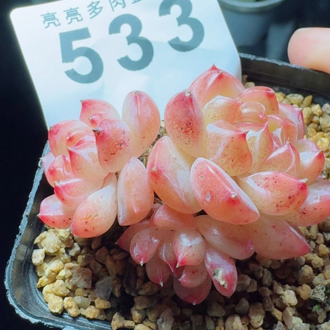 竹璃珍妮            精美多肉植物