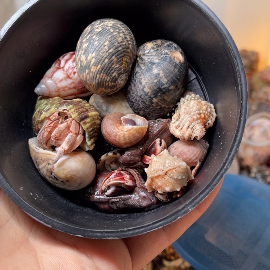 小***黑这就是所谓最美乡村姑娘和