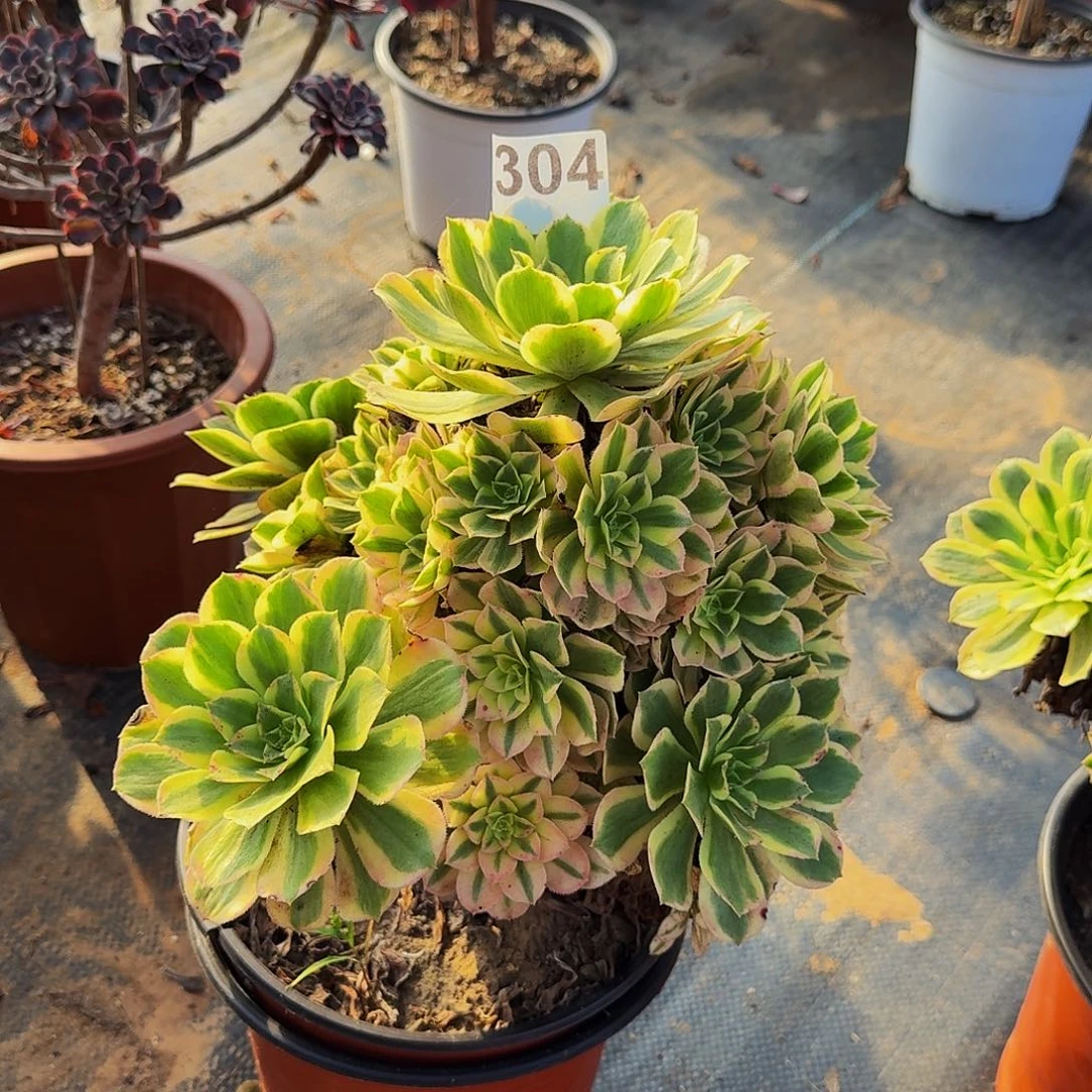 304艳凝法师植物多肉