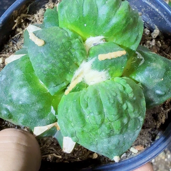 仁***水无花朵福利苗接怒涛707