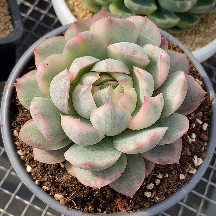 草莓蛋糕锦多肉植物