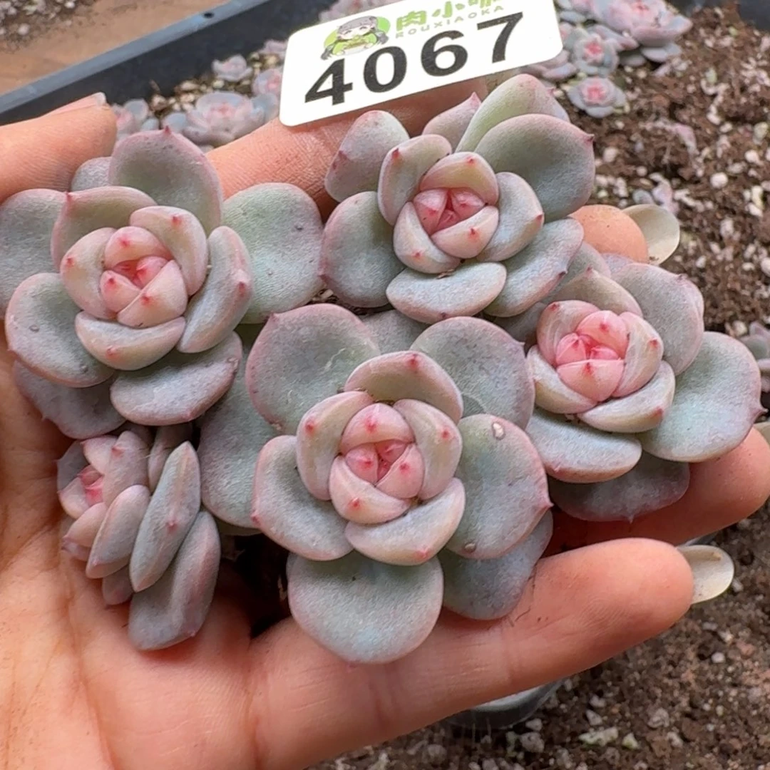 多肉植物多肉植物