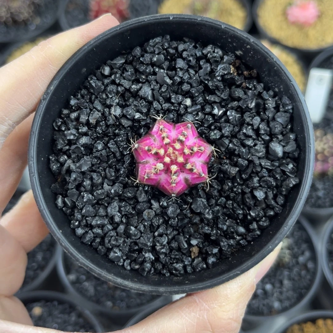 绝绝粉海神7棱实生