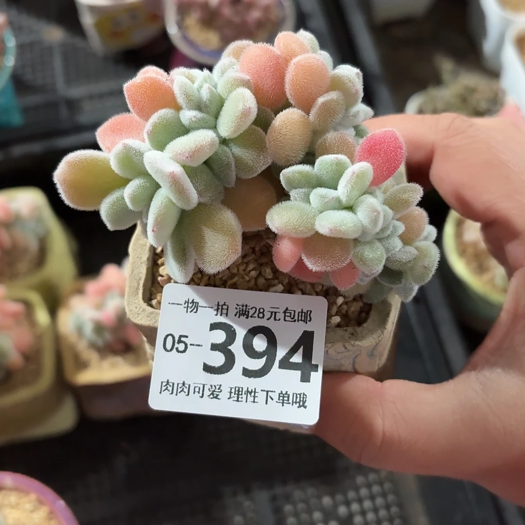 雪晃星缀无盆无发货