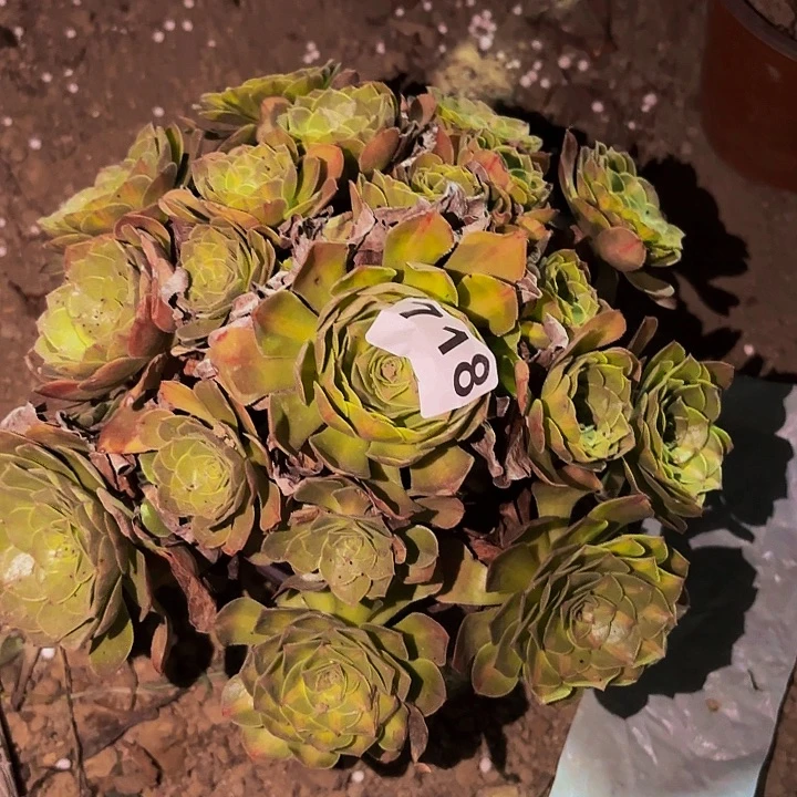 718轮回多肉植物不售后中班