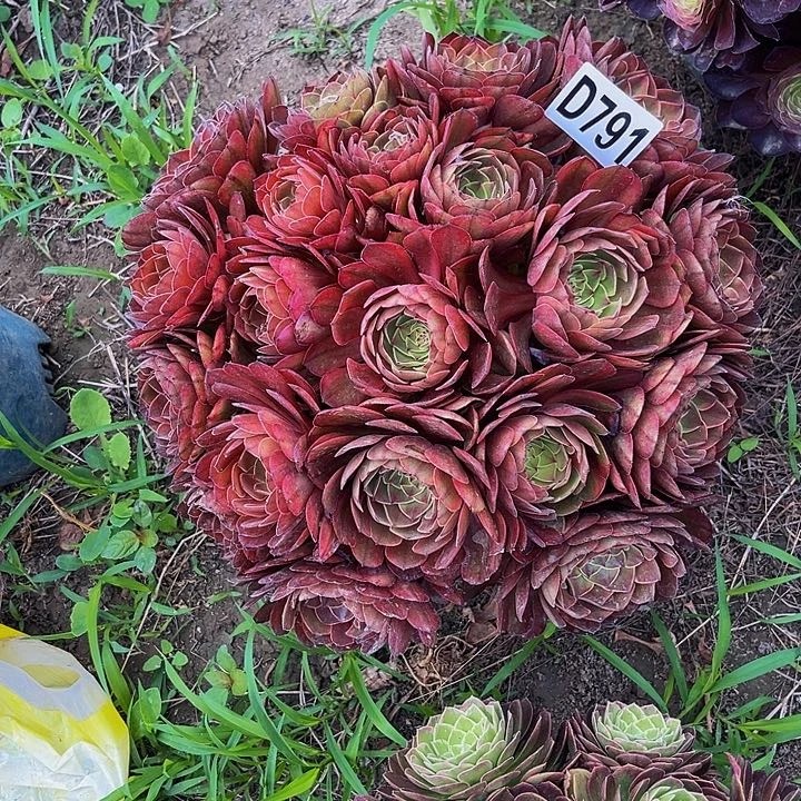 七彩万圣节13/外包邮