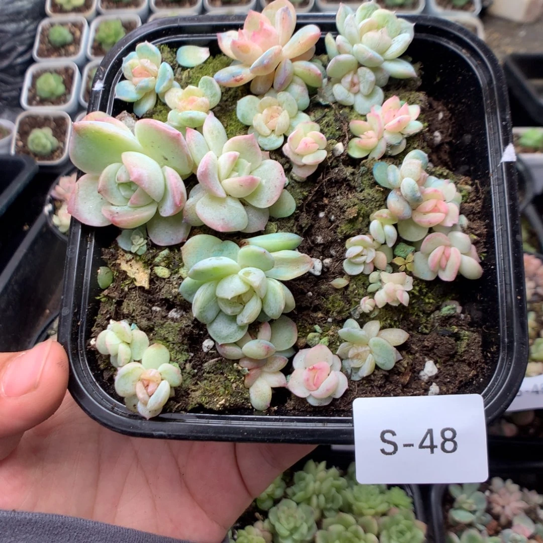 无花朵S48英语英语