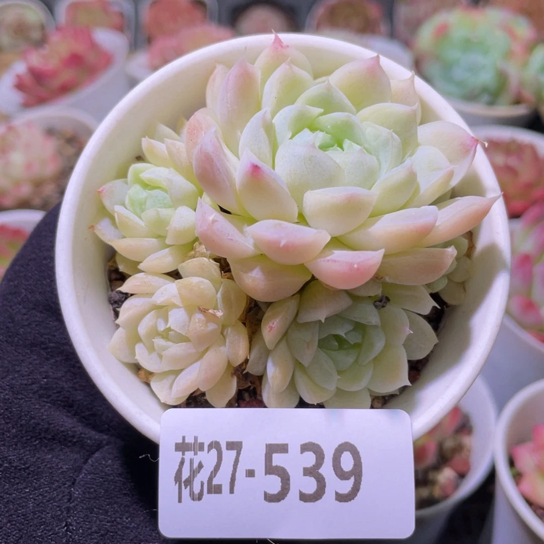 花利美27-539新品