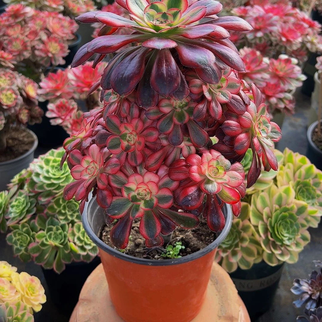 老庄香奈儿法师38.8