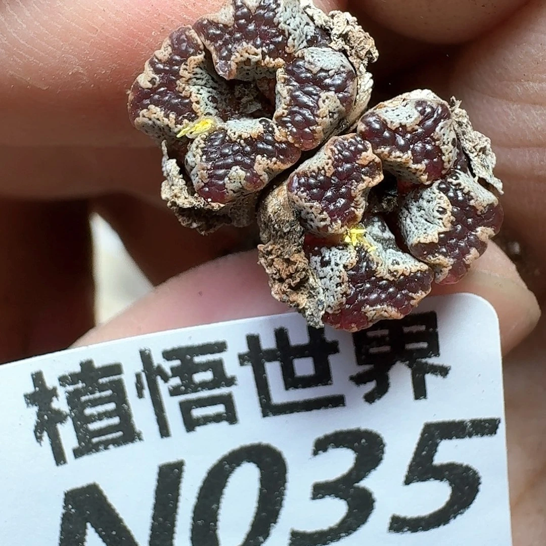 多肉植物的润泽dg