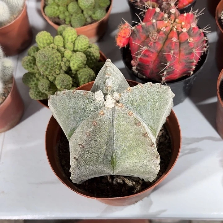 倒***数孪风玉仙人球123