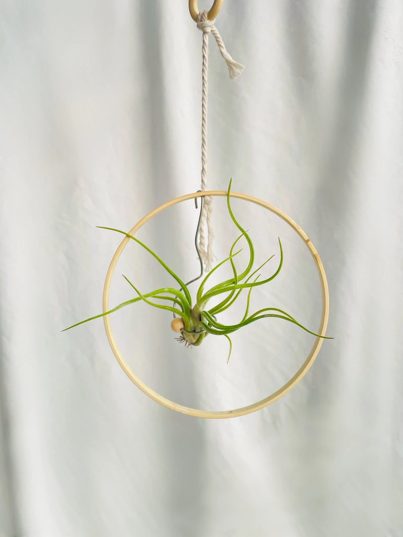 空气凤梨挂饰装饰手做创意室内挂件