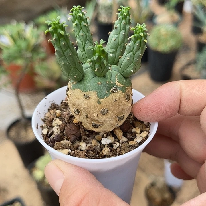 无花朵实生九头龙块根