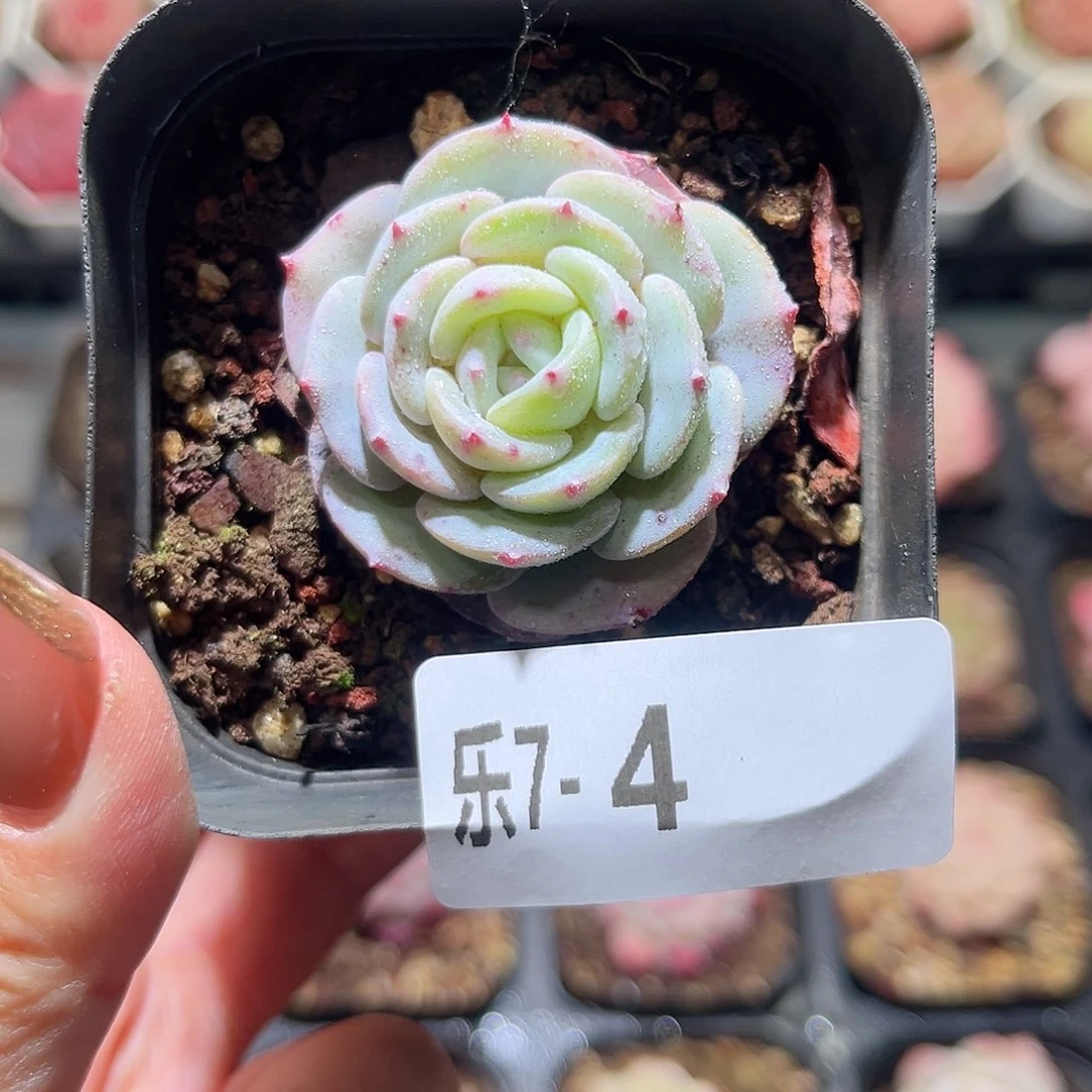 乐7-4 勃朗峰单头