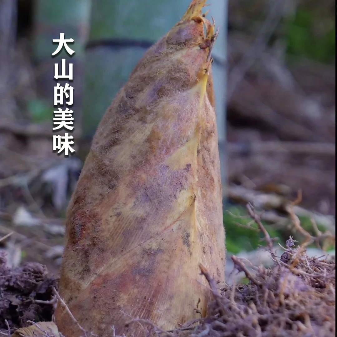 【现挖楠竹笋】重庆新鲜春笋现挖现发野生黄泥笋高山鲜嫩竹笋