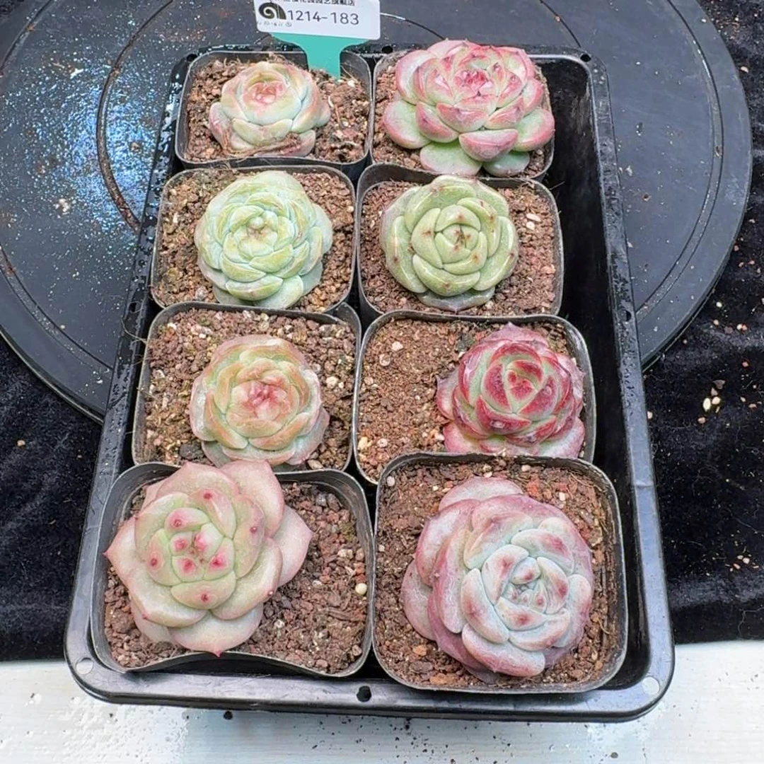 从前慢多肉精选编号1214.183