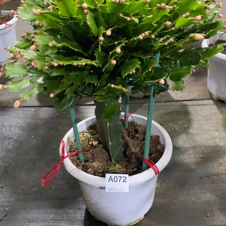 当前无花栽培后可以开花072嫁接黄索