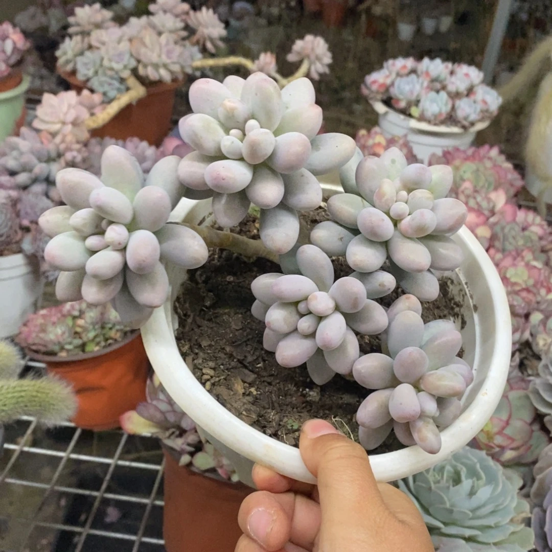 汤圆五头起发老桩