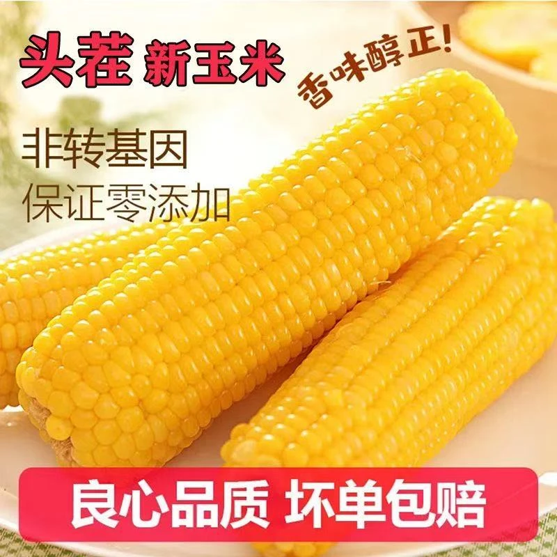 【整箱12支】东北黄糯玉米新鲜软糯香粘粘苞米非转基因整箱8斤左右