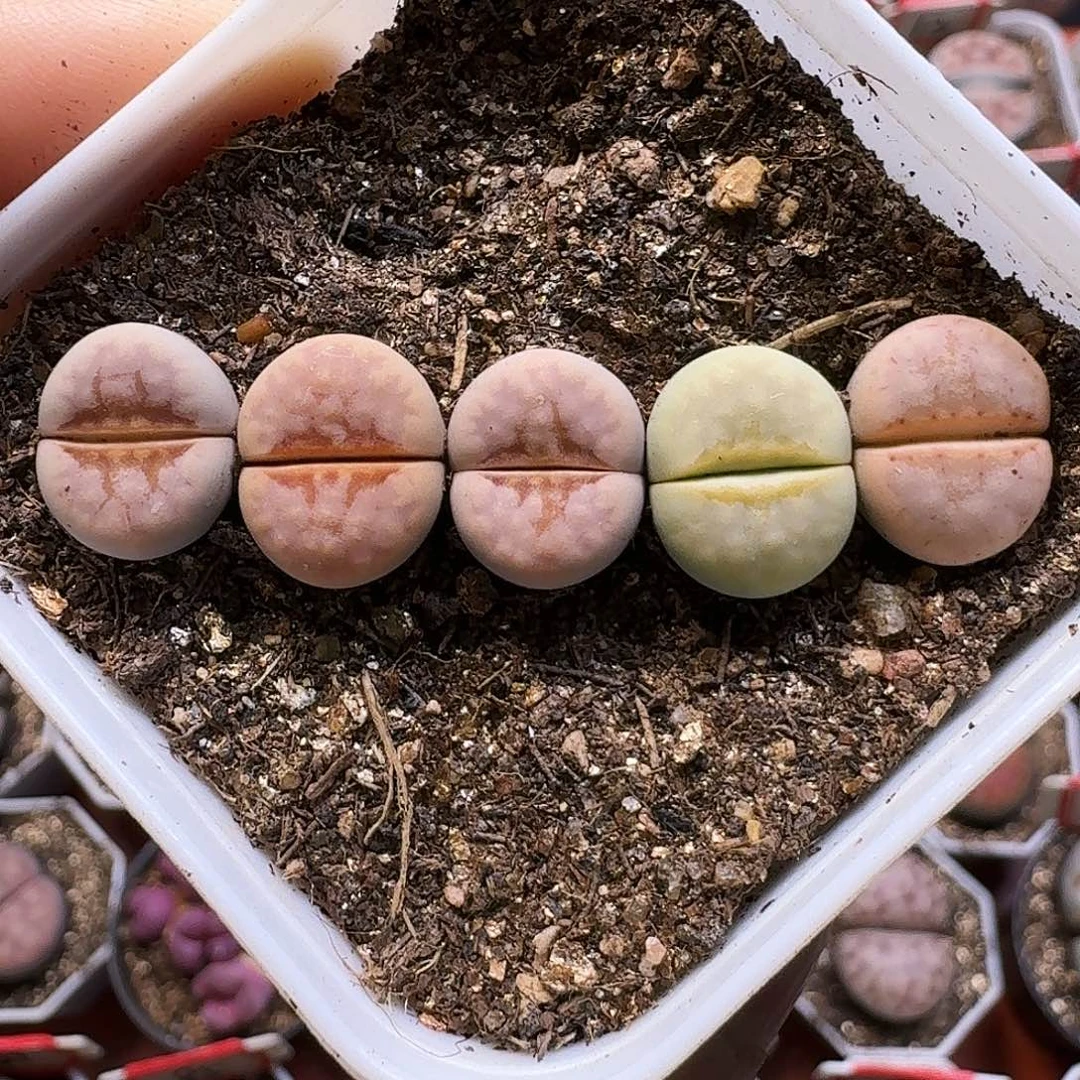 生石花112111。   313