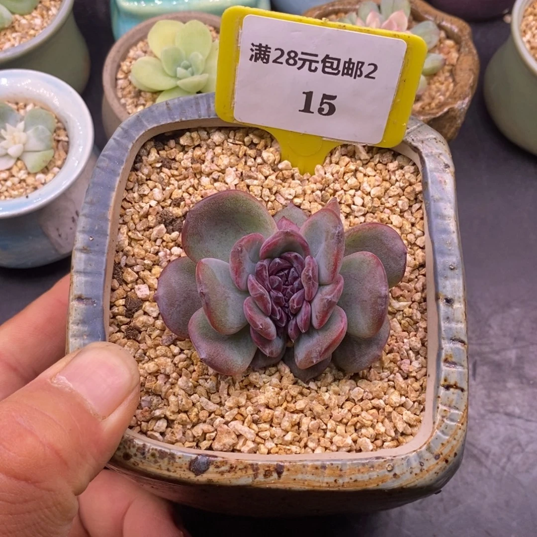 215正版黑橙缀化……