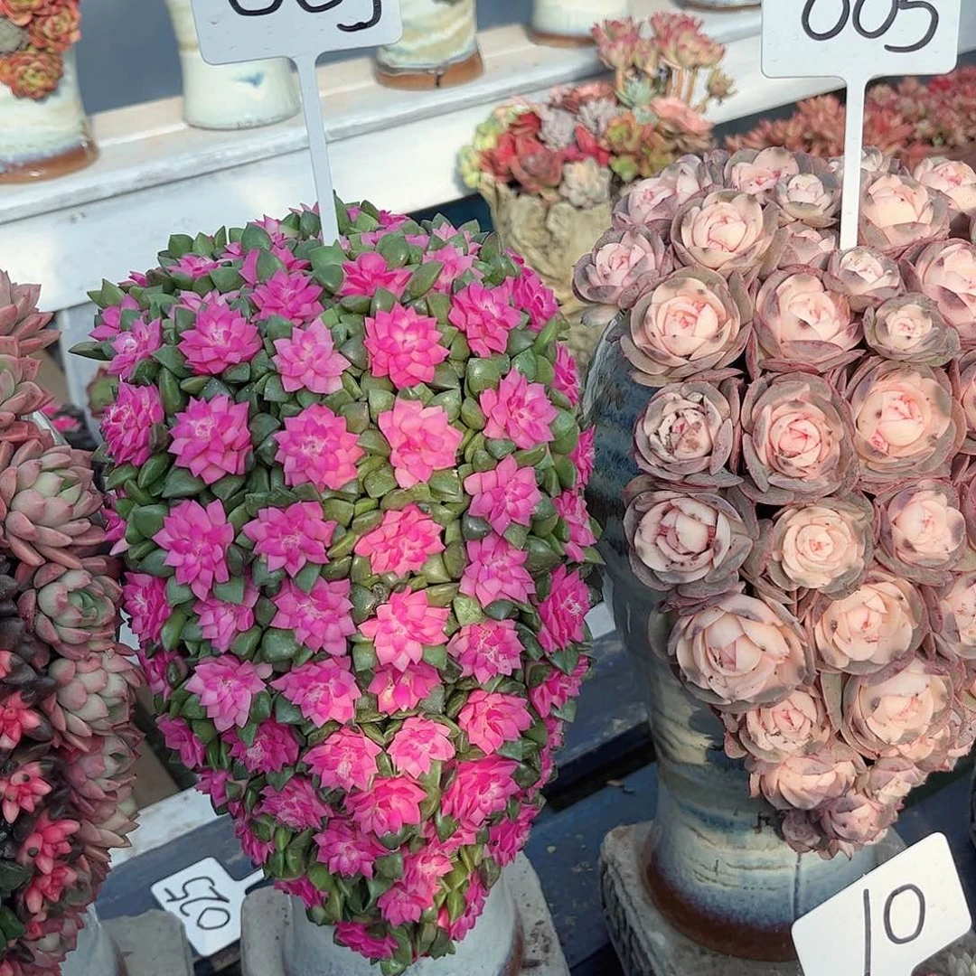 这个003多肉植物的