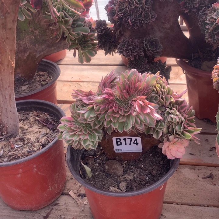 叶***子174倾城缀多肉法师