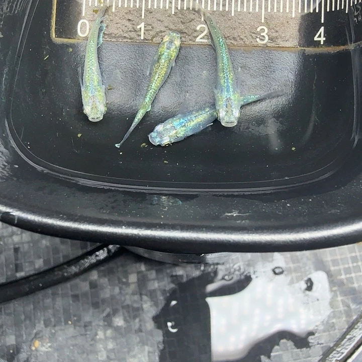 青鳉89号全息图4条