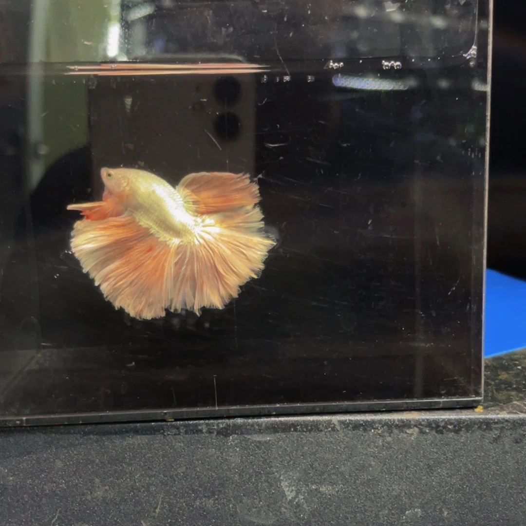 海水鱼拍才吃菜啊哈比比