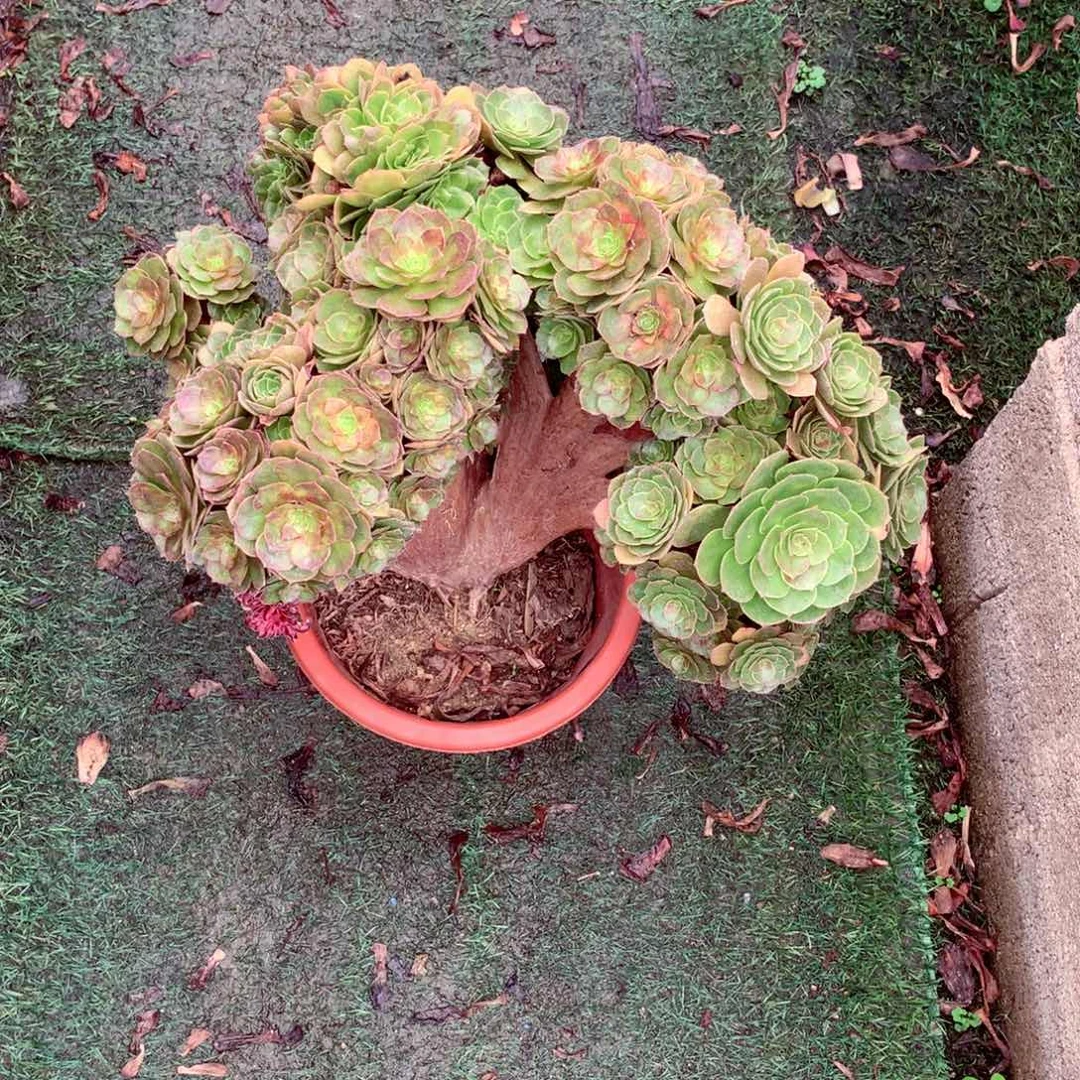 万缀朵朵，多肉植物
