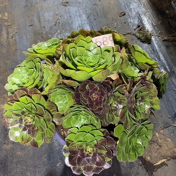 花月夜589多肉不包断