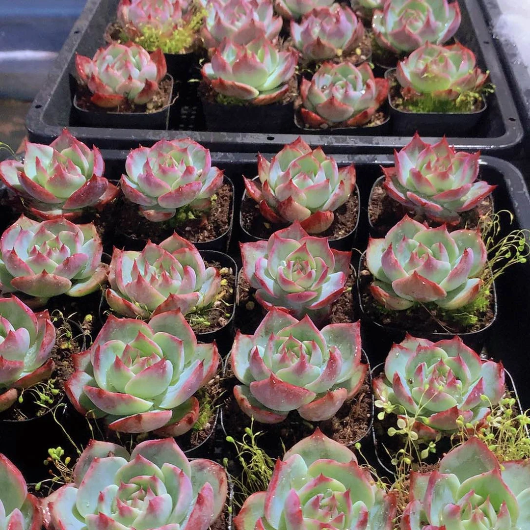 惊鸿仙子2456889900000