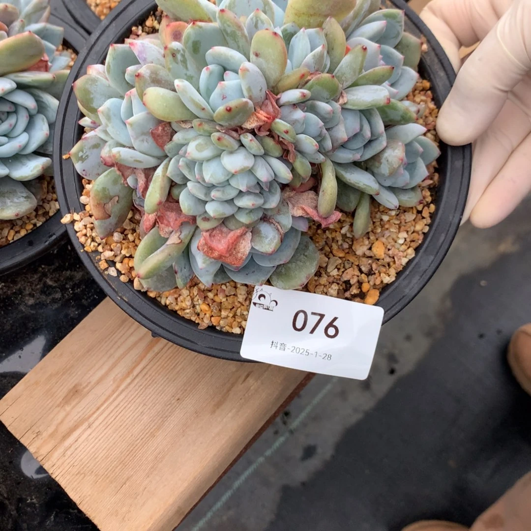 076号石榴籽有摘