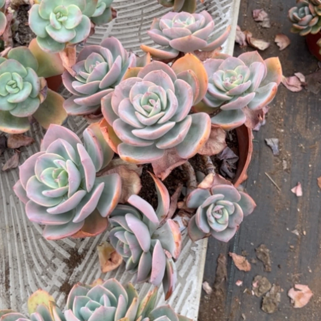 【闪购商品】安*白凤